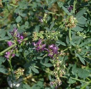 Vicia sativa 1