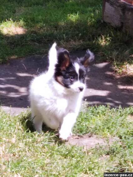 PAPILLON s PP FCI