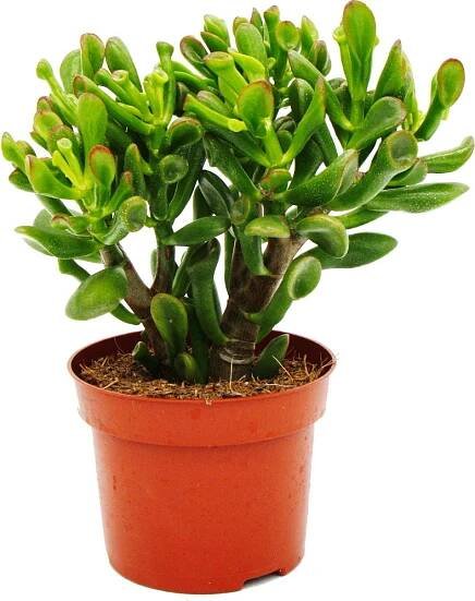 Lžicník - Crassula "Hobbit" - Sukulentní pokojová rostlina - 12cm kvetinác