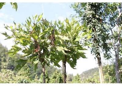 Platan javorolistý 'Alphens Globe' - Platanus acerifolia 'Alphens Globe', Kontejner o objemu 20 litrů