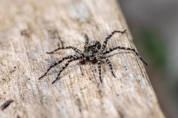 Pavouk, Pavoukovec, Tarantule