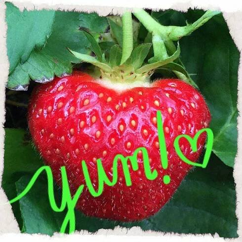 Sustainable Agriculture Grant Overview – Brouwer Berries