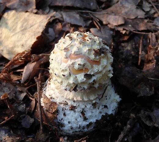 Amanita excelsa var. spissa - muchomůrka šedivka tlustá