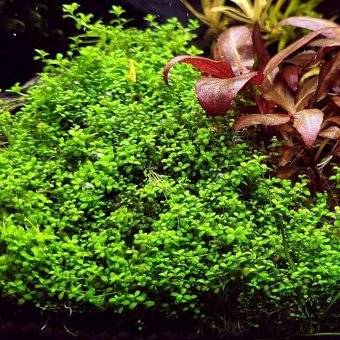 Hemianthus callitrichoides