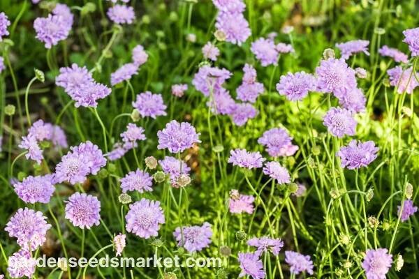 Kavkazský jehelníček - výběr odrůdy; jehelníček, kavkazská scabiosis - 21 semen - Scabiosa caucasica - semena – Garden Seeds