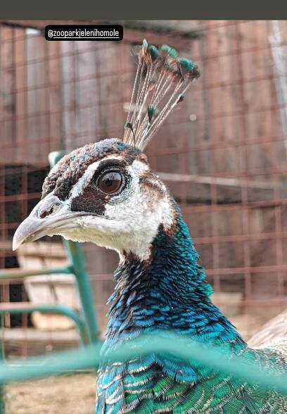 Napsali o nás - ZOOpark jeleni Homole - přírodní park plný zážitků a zábavy