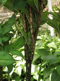 Amorphophallus rivieri - zmijovec, áronova hůl Zahradnictví Krulichovi - zahradnictví, květinářství, trvalky, skalničky