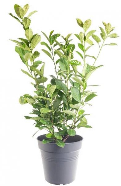 Bobkovišeň lékařská Prunus laurocerasus Rotundifolia skladem