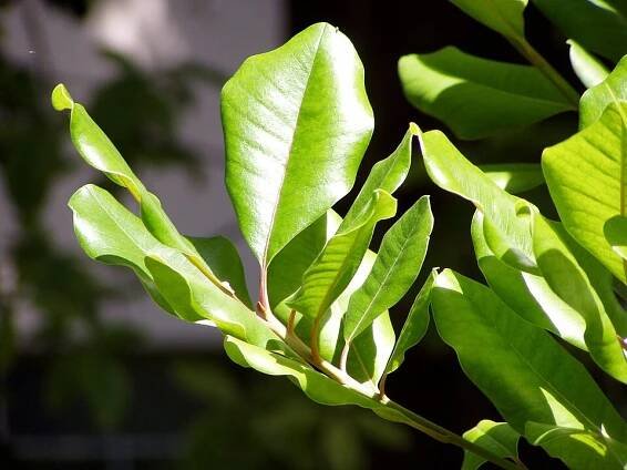 Soubor:Sideroxylon mirmulano leaves.jpg – Wikipedie