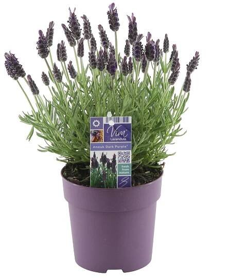 GROW by OBI Levandule smilovitá (L. stoechas)"Anouk Dark Purple" cca pr. 12 cm nakoupit u OBI