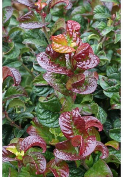 Leukote (leucothoe axillaris) Curly red nakúpiť v OBI
