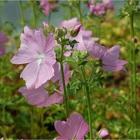 Zarte rosa Rosen Malve (Malva alcea) im Detail. Blüten und Knospen der Staude.