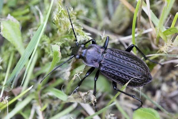 Carabus granulatus granulatus
