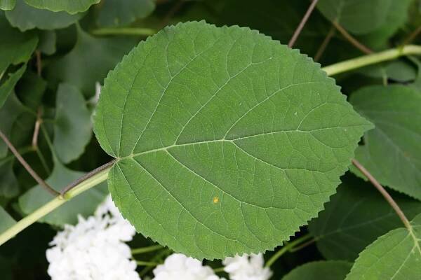 Hortenzie stromkovitá - Hydrangea arborescens