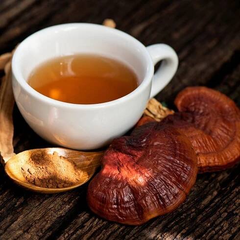 Lesklokorka lesklá - Ganoderma lucidum – sadba – 250 ml