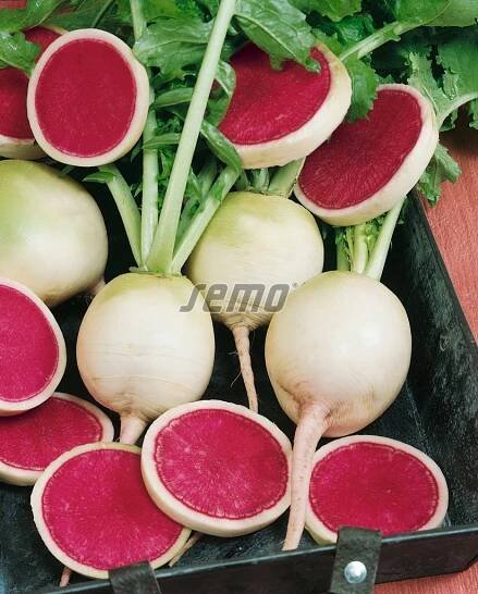 Ředkev setá Red Meat, zelenina semo prodej, osivo, semena