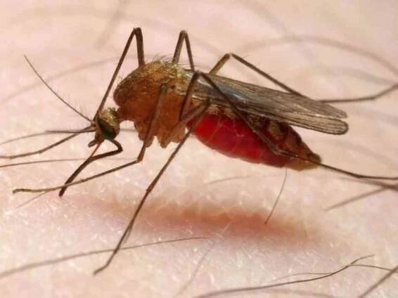Malárie - příznaky, projevy, symptomy - Příznaky a projevy nemocí