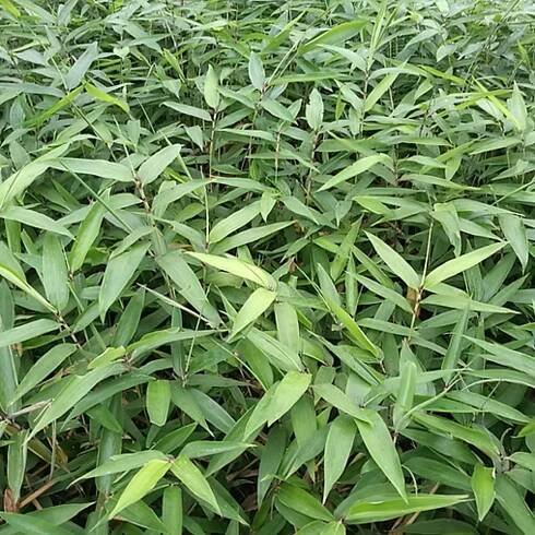 Semena bambusu mrazuvzdorného - Phyllostachys Pubescens BAMBUS MOSO 10 ks Kód výrobce C631-273A1