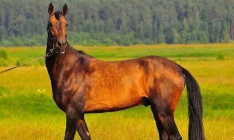 Plemena koní jsou nejoblíbenější, neobvyklá a nejcennější plemena. 150 fotografií a videí, jak identifikovat plnokrevného koně
