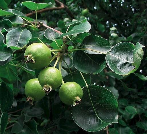 Pyrus communis subsp. caucasica