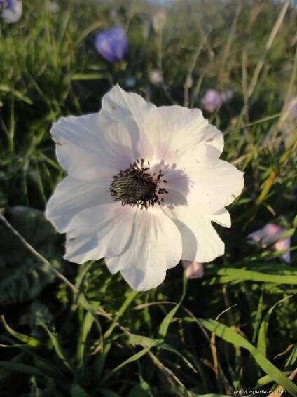Sasanka věncová (Anemone coronaria)