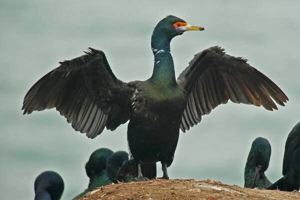 Red-faced Cormorant in Japan (image by Pete Morris)