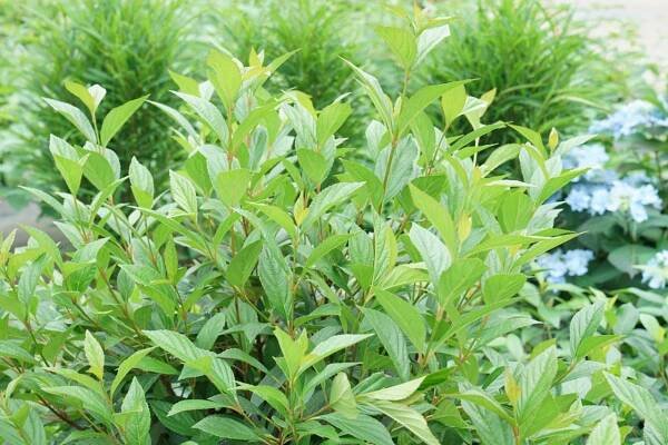 Sweet Talker® Viburnum