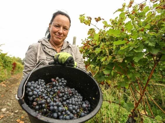 PODÍVEJTE SE: Vinobraní u Bettiny Lobkowicz na Mělníku je v plném proudu