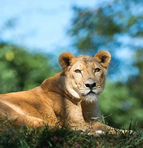 African Lion - Pittsburgh Zoo & Aquarium