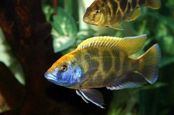 foto nimbochromis venustus