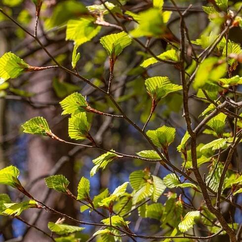 Olše šedá - Alnus incana - osivo olše - 8 ks