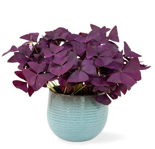 Oxalis triangularis Ø12cm