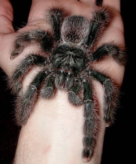 Avicularia metallica