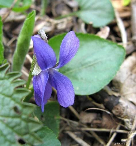Violka vonná (Viola odorata)