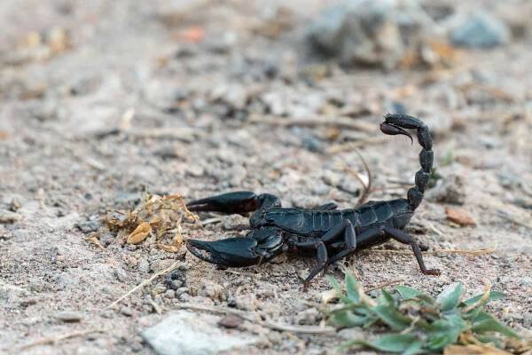 Black scorpion walking across sandy ground.
