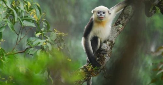 Tonkin snub-nosed monkey: one of the world's most endangered primates