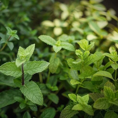 Difference Between Peppermint and Spearmint