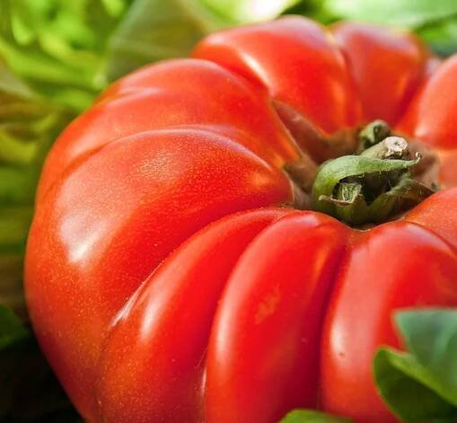 30 semínek rajčat Marmande - stará zeleninová zahradní zelenina - reprodukovatelná selská semínka - SemiSauvage