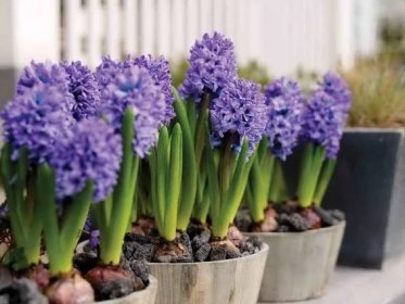 Jak pěstovat hyacint - pravidla pro pěstování květin ze semen, cibulí nebo ve vodě doma