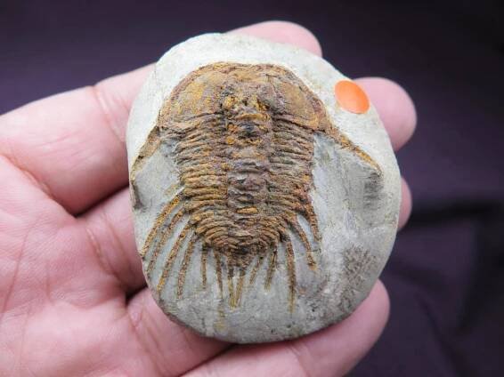 Fossil Trilobites