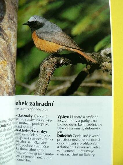 Zpěvní ptáci v lesích, parcích a zahradách Rehek Stehlík Zvonek (2000) | Aukro