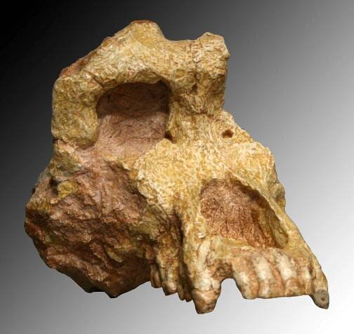Ouranopithecus – Wikipedie