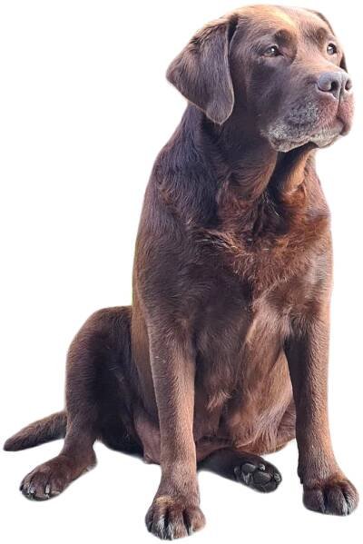 Tomtebolyckans kennel | Uppfödning av Labrador Retriever