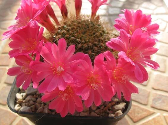 Súbor:Rebutia violaciflora 11.JPG