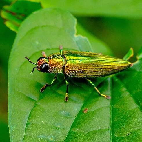 Tree Pest & Disease Control | Loveland, Fort Collins Colorado 