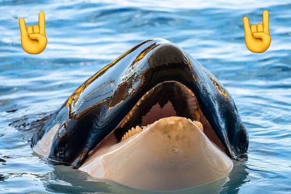Fake Jessica Radcliffe Orca Attack Video Questions Viral Reach In AI Age