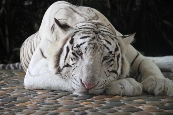 tigre blanco tumbado sobre piedra