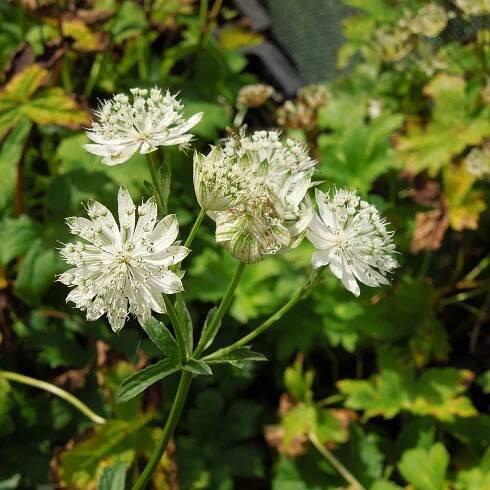 Astrantia major Superstar