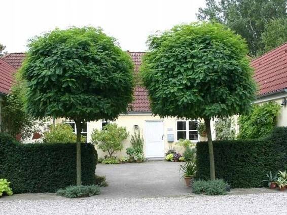 Akáciová Robinia UMBRACULIFERA 180 cm V KVĚTINÁČI