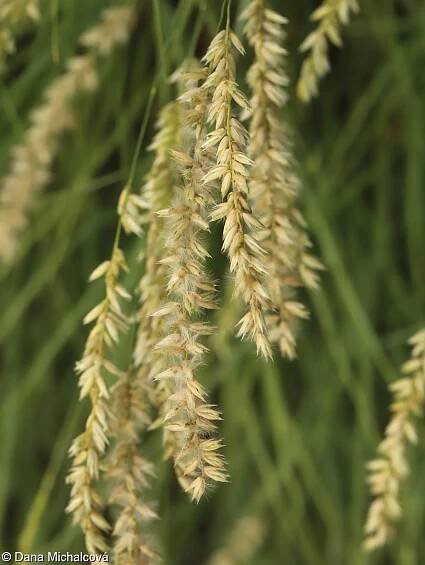 Melica ciliata – strdivka brvitá
